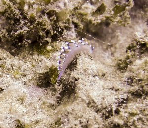 image of an Indian Nudibranch